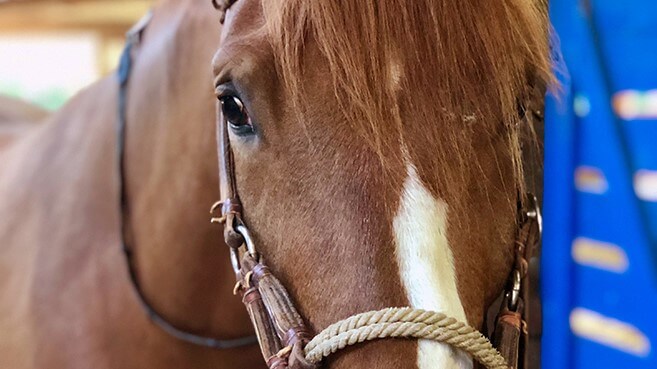 Let Your Horse Decide - Stay Flexible About Tack Preferences