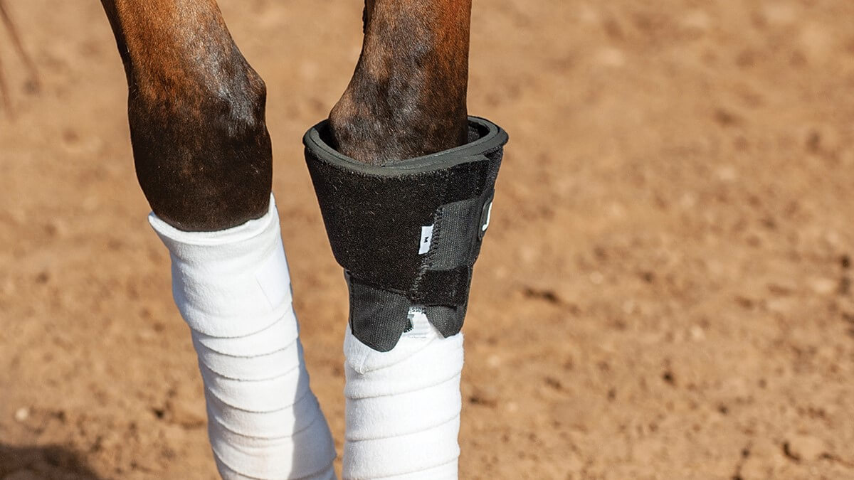 Classic Equine Knee Boot 2 - Expert Design Meets Protective Function