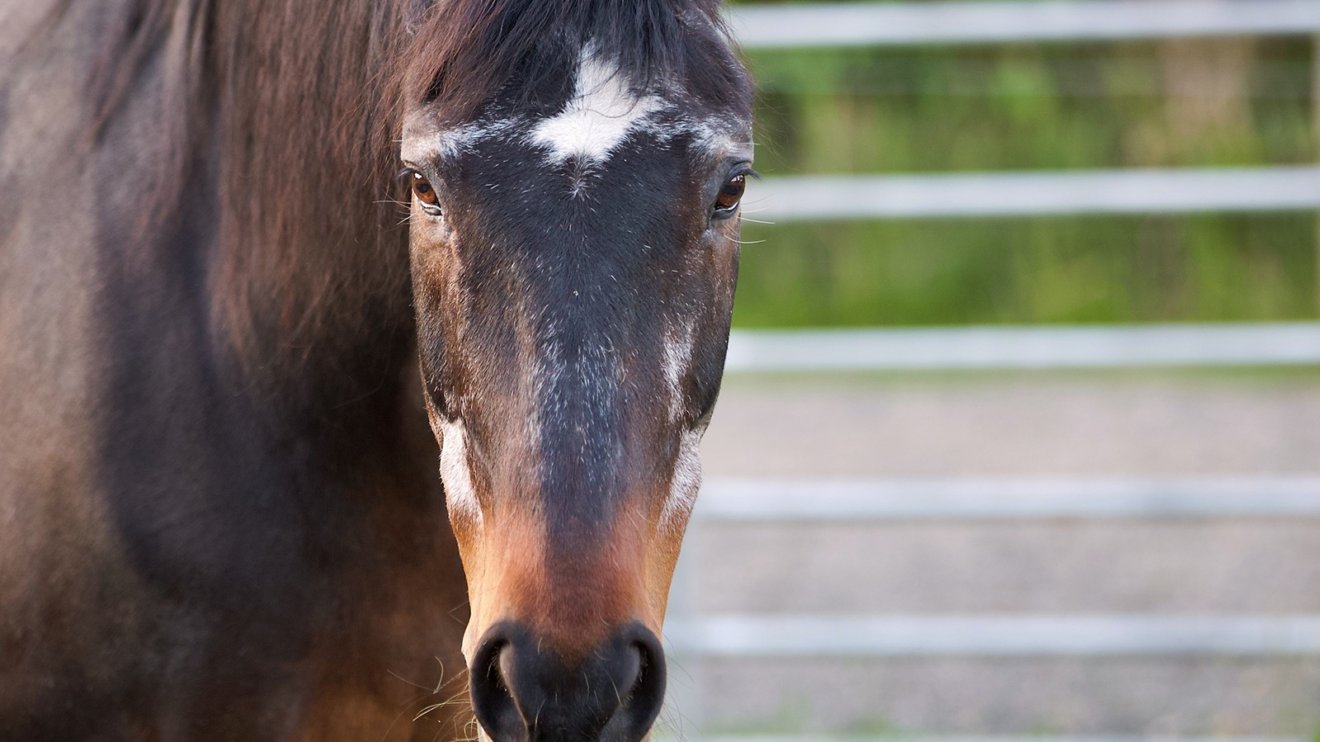 TLC for our Senior Horses - Checkups and Check-ins Still Required for Equine Health and Welfare