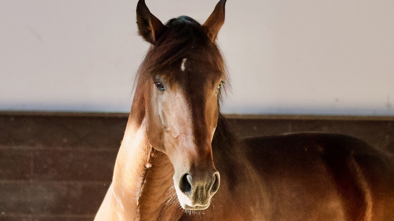 How to Find Your Best Horse - 7 Strategies for Horse Buyers