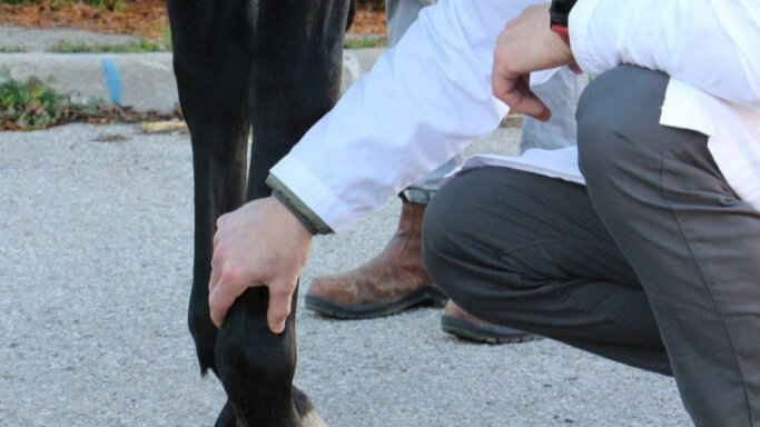 Encapsulating Stem Cells for Treating Equines with Osteoarthritis