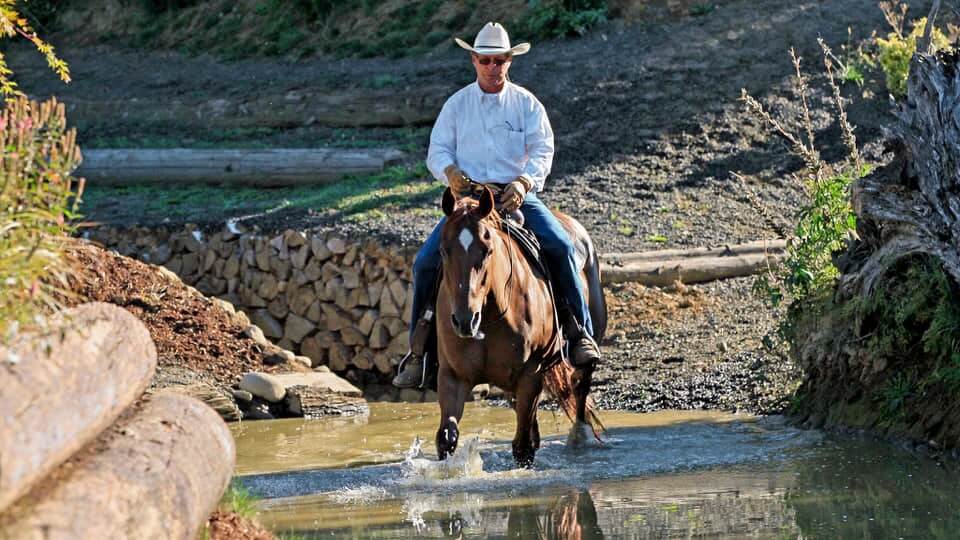 Washington State Horse Becomes Breyer Horse
