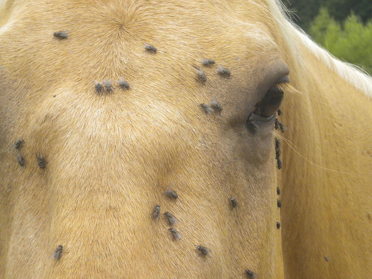 13 Facts About Fly Control for Horses and Cattle
