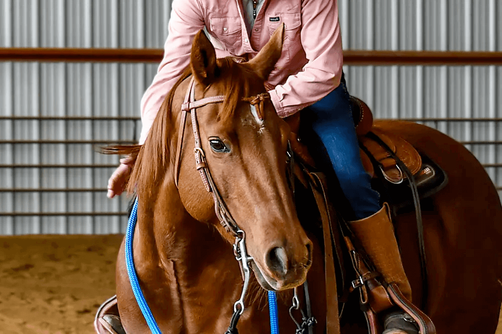 Take Julie Goodnight's Quiz to Learn your Horse's Skill Set for Training