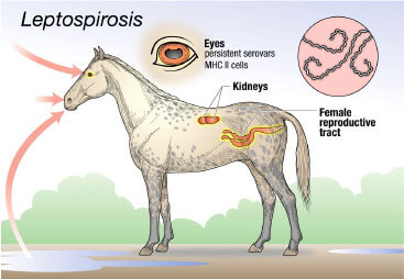 New AAEP Guidelines for Prevention, Treatment of Equine Bacterial Disease Leptospirosis