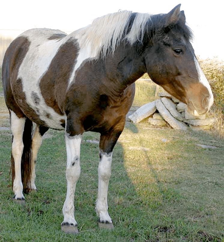 Why Bute Doesn’t Work with Endocrine-Related Laminitis