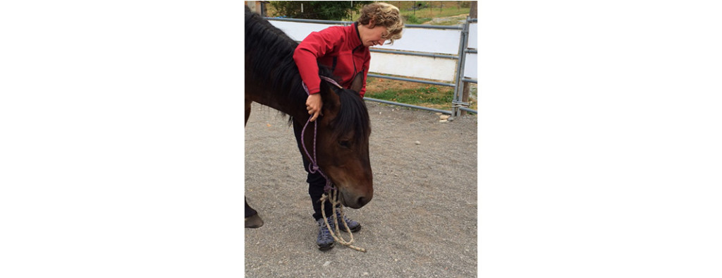 Over 40 and Horse Crazy - Haltering Basics - - The Northwest Horse Source
