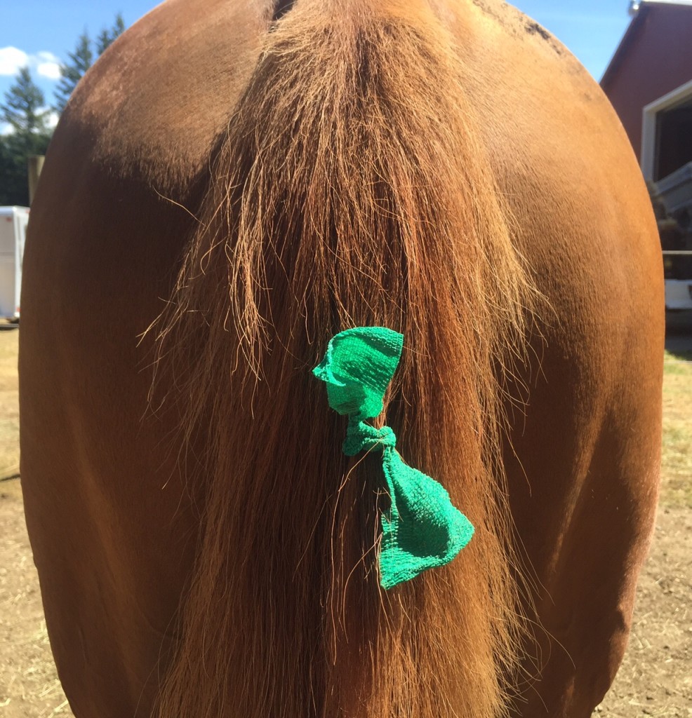 A green ribbon signals the horse is young and/or inexperienced. 