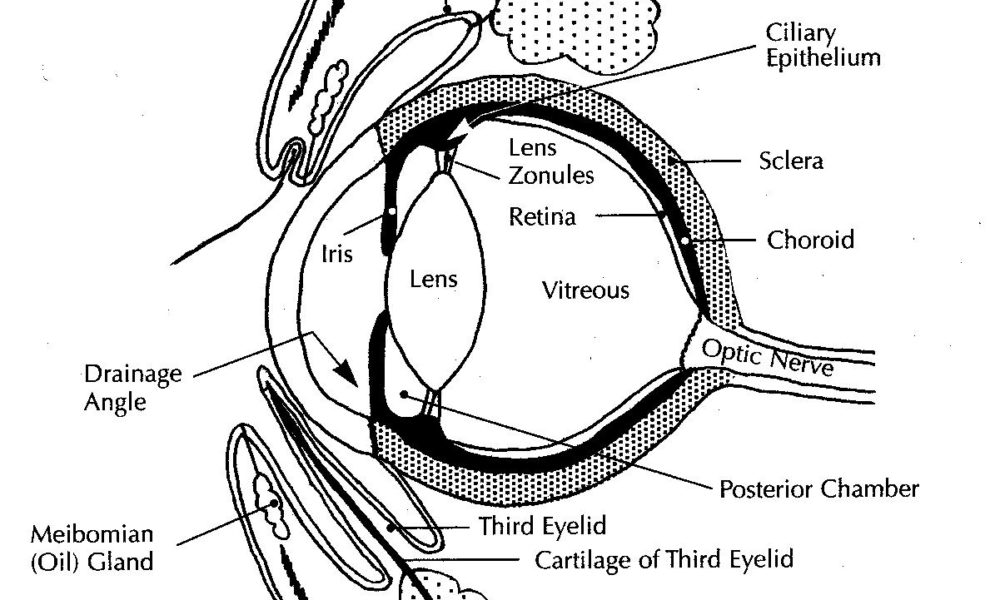 Diagram Of Horse Eye