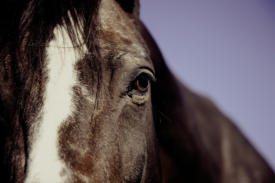 Privacy Eye Horse horse theft