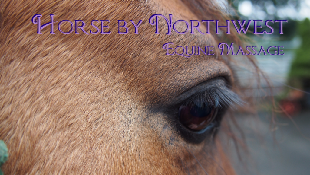 Horse by Northwest listed on The Northwest Horse Source