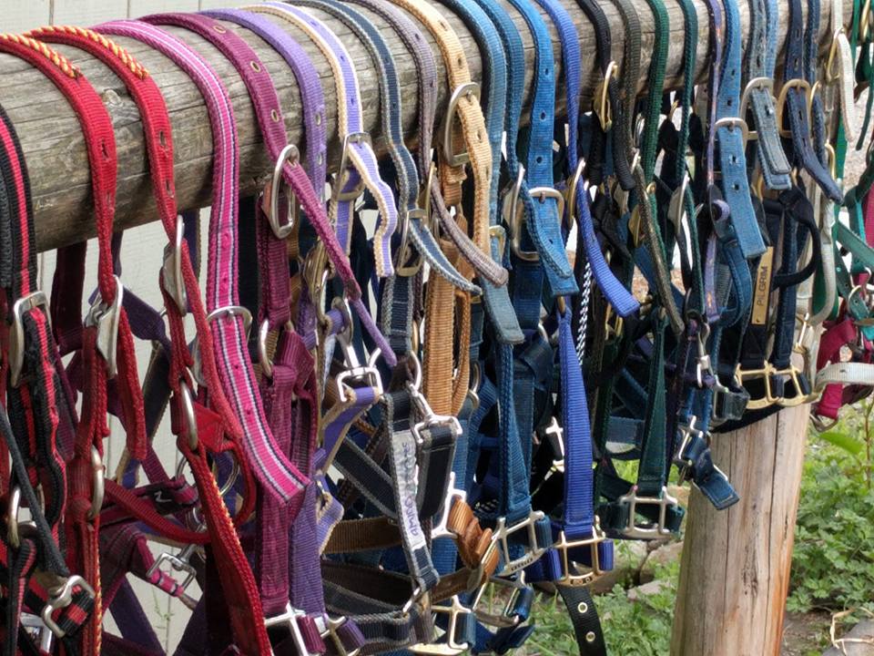 horse halters for sale