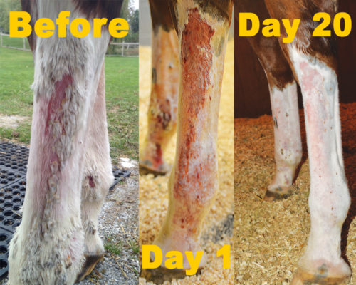 Equine Pastern Dermatitis: How Veterinarians and Owners Keep EPD From ...