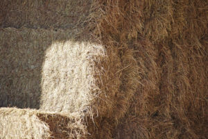 A good quality hay can help keep a horse healthy, while poor quality hay can be detrimental. Image courtesy Purina.