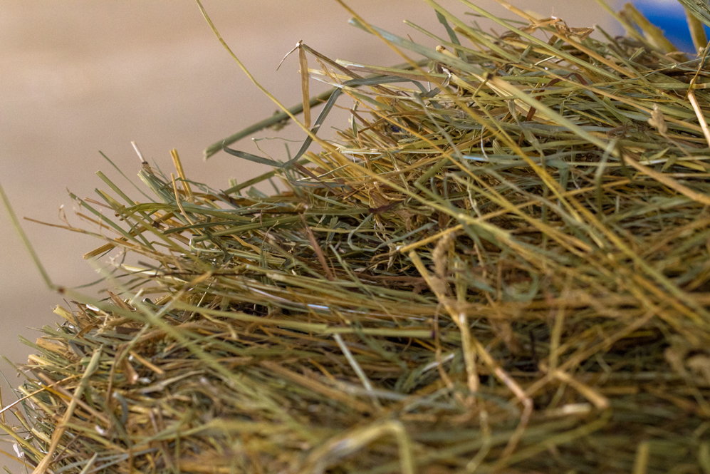 Horse hay quality: is what you're feeding good enough? - Your Horse