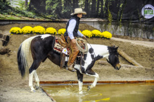 wshe-bolender-1 Washington State Horse Expo