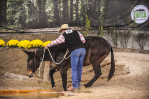 wshe-bolender-4 Washington State Horse Expo