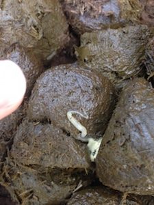pin worms in poop