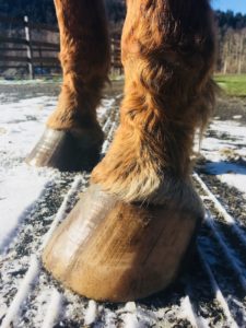 Hoof Health from Winter to Spring