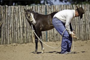 foal training tips from Clinton Anderson Downunder Horsemanship
