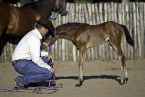foal training tips from Clinton Anderson Downunder Horsemanship