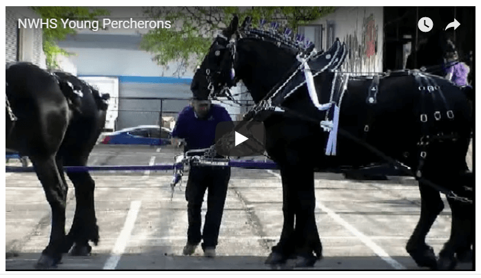 NWHS_Young_Living_Oils_Percherons_Speaking_with_Horses_Screenshot – The ...