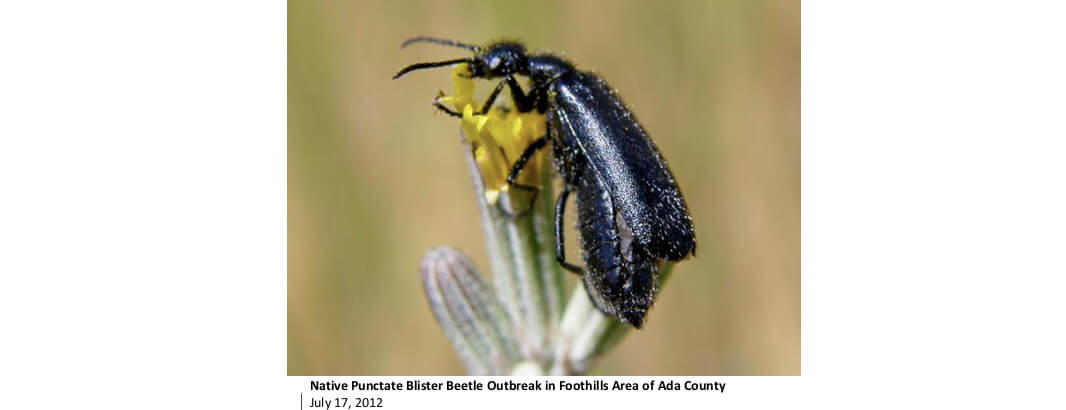 blister bugs in alfalfa hay