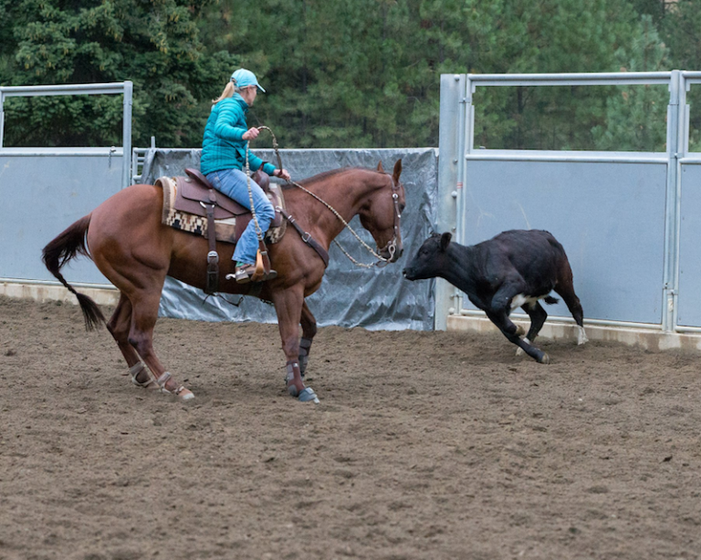 Cowabunga Cow Horse Practice - Clubs/Organizations - The Northwest ...