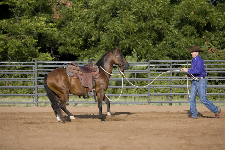 Dealing with a Horse that Rears The Northwest Horse Source