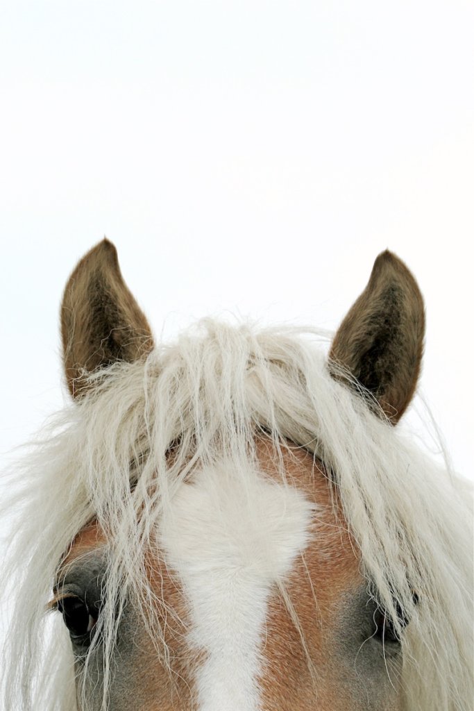 Equine Wellness: Horse Senses