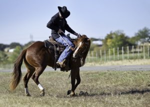 Horseman Clinton Anderson explains From Colt Starting to Well-Trained Horse