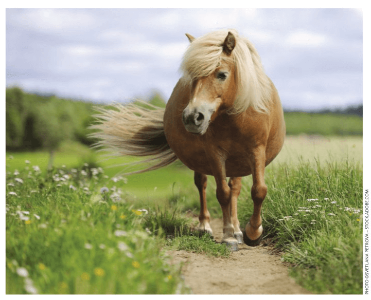 Online Exclusive: Calories for the Horse