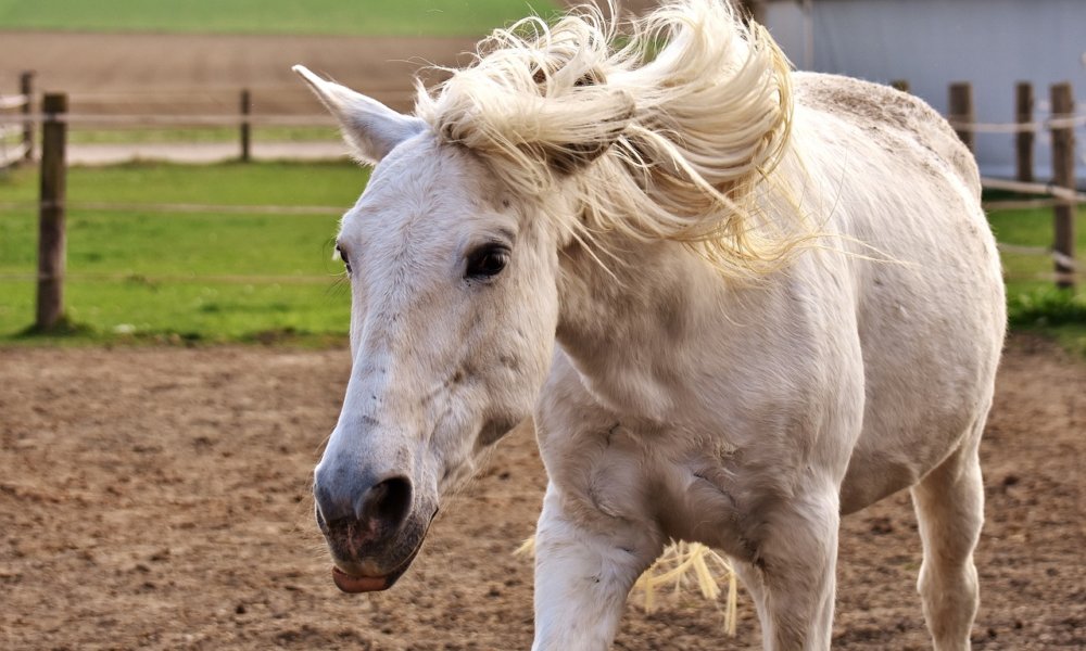 Horses Shaking Their Heads Researchers Still Scratching Theirs as to
