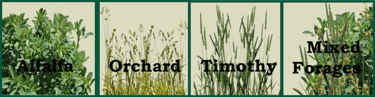 MISCONCEPTIONS IN SELECTING FORAGE FOR HORSES