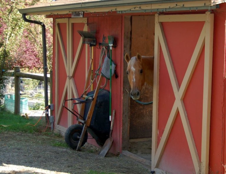 Small Farm Makeover Shelter Requirements for Horses The Northwest