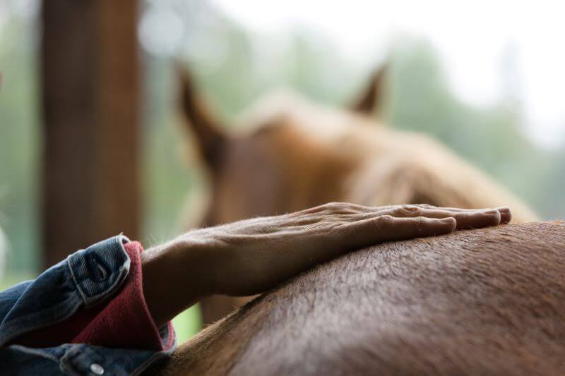 Equine Wellness: Horses’ Sense of Touch