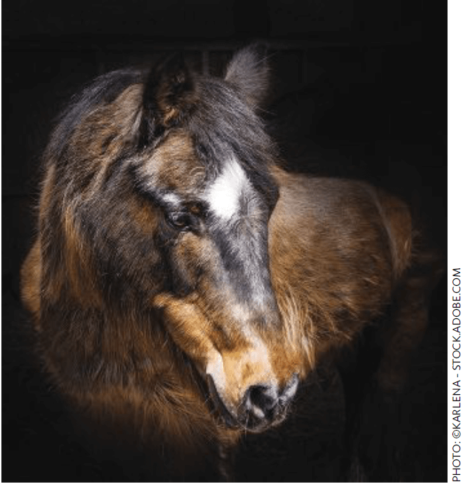 Equine Wellness: Cushing’s Disease in the Horse