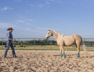 Clinton Anderson Downunder Horsemanship Lesson