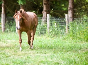 Top considerations when choosing boarding are management (of facility and boarders), horse care, and the facility itself.
