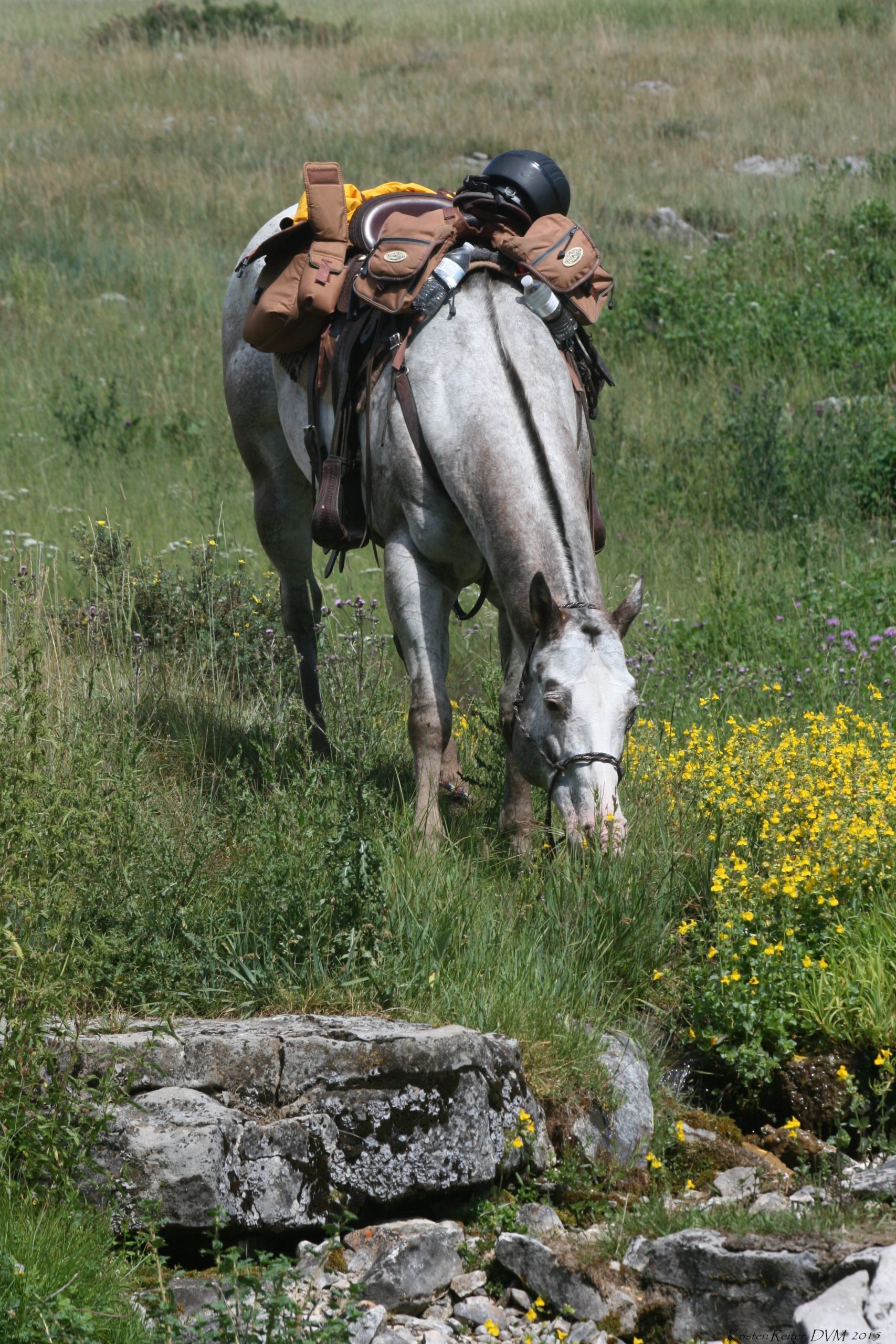 The Chief Joseph Trail Ride The Northwest Horse Source