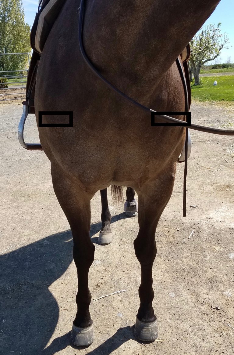 Which Leg is Lame? Part One (of 3) A Beginners Guide to Breaking Down