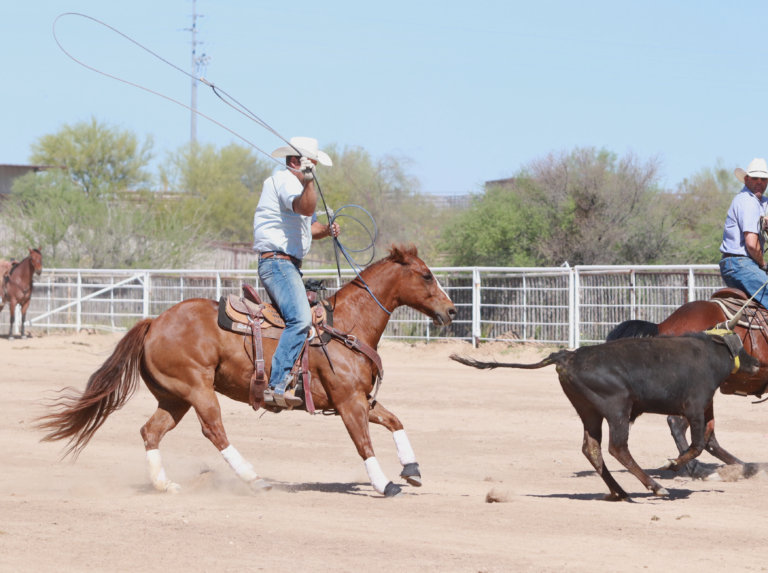 The League of Legends Invitational Horse and Stock Dog Sale The