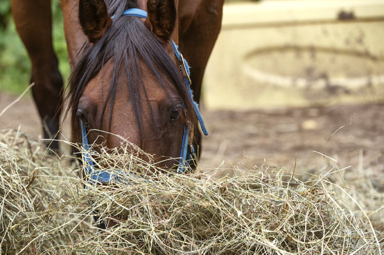 Understanding Hay Quality - Even 