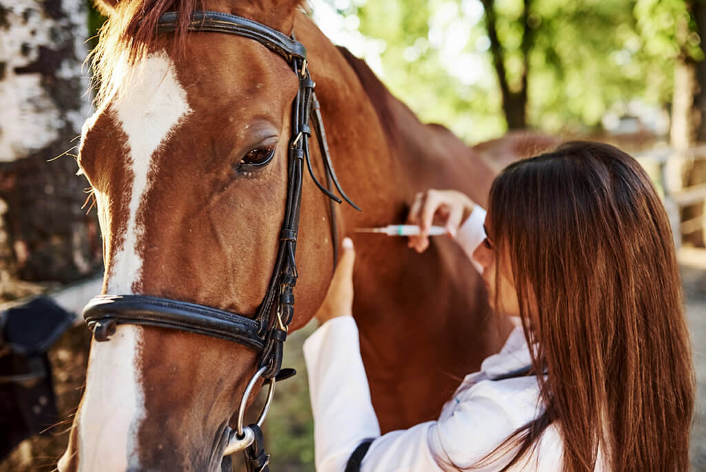 Make an injection. Female vet examining horse outdoors at the farm at