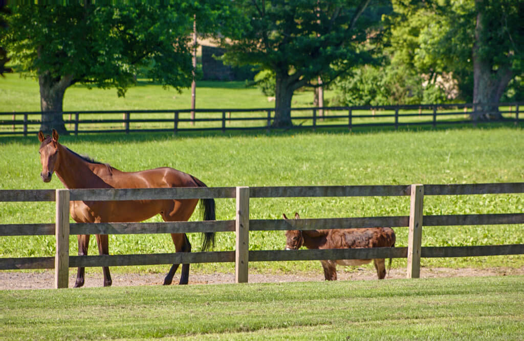 Horse Farm Essentials Nine MustHave Features for Pacific Northwest