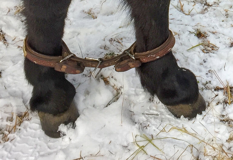 The How and Why of Hobbles This Restraint Tool is Useful for All