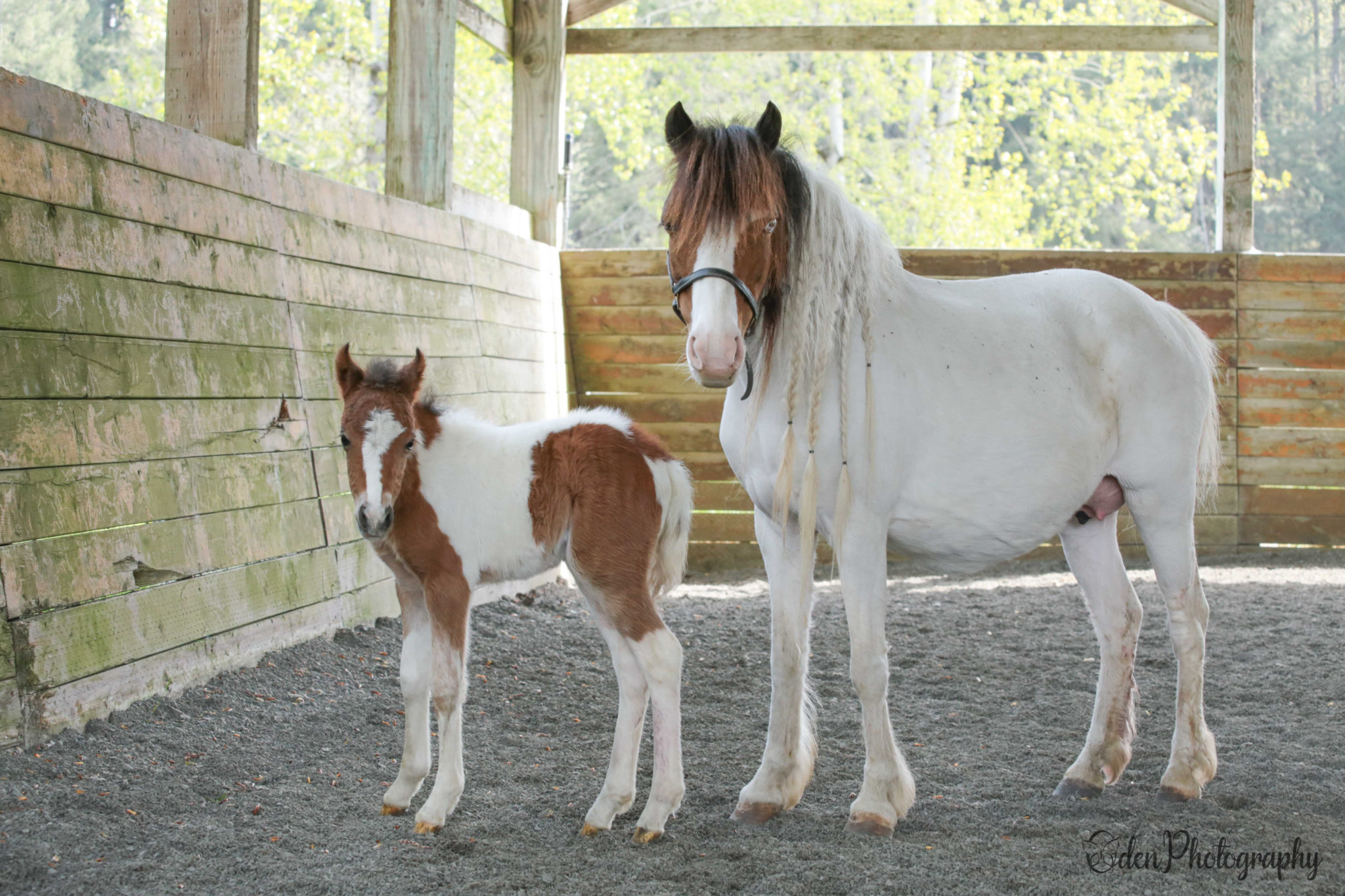 SAFE Horse Rescue Presents Heart of the Horse 2021 News The