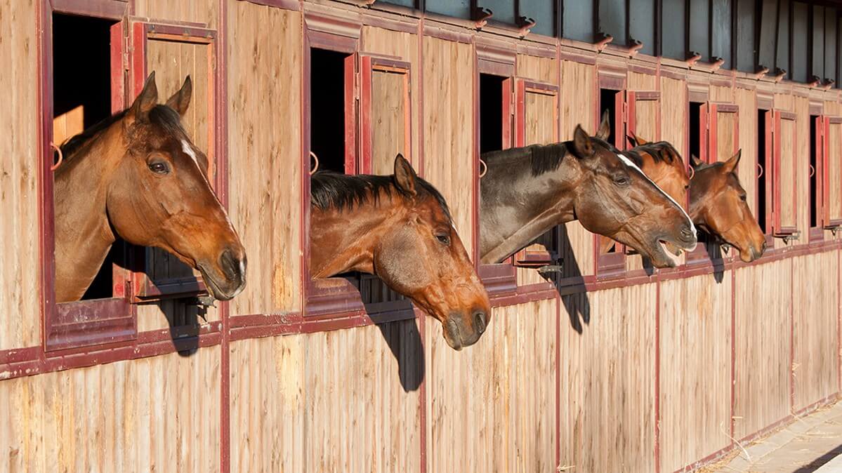 Biosecurity in Horse Barns - An Ounce of Prevention