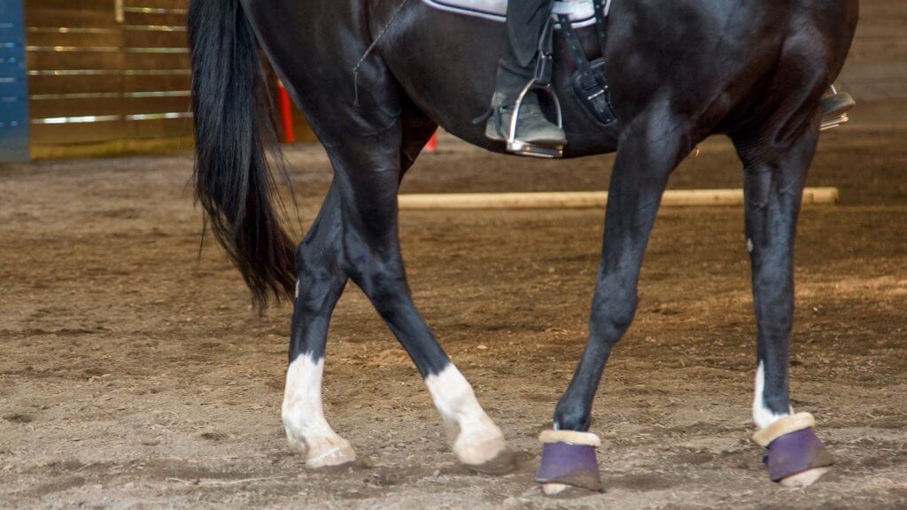 Move those Hips! How to Train the TurnontheForehand Articles The