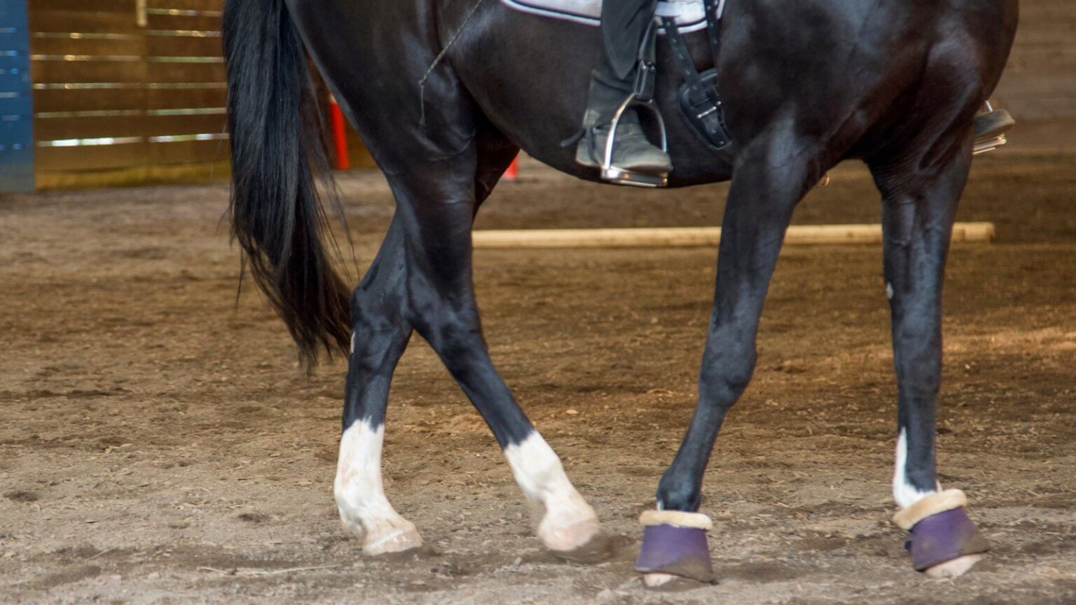 Move those Hips! How to Train the TurnontheForehand Articles The